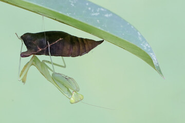 A green praying mantis waits for a young butterfly to emerge from its cocoon. This insect has the...