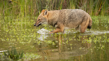 Golden jackal