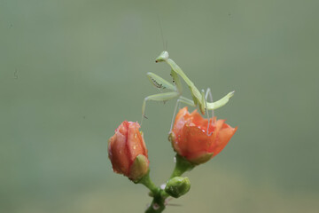 A green praying mantis is hunting for prey in the wax rose flower buds that are ready to bloom....