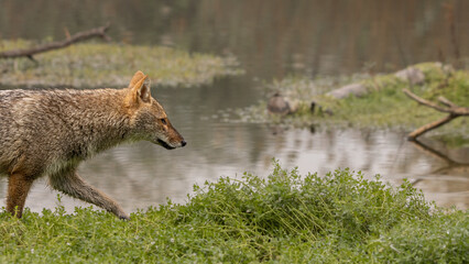 Golden jackal