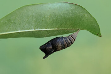 A butterfly cocoon is hanging on a leaf of a wild plant that is ready to hatch into a beautiful butterfly. 