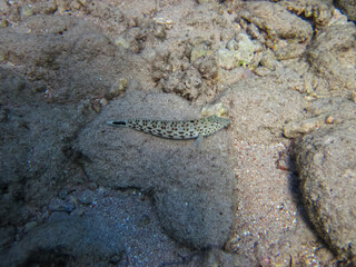 The sandperches in the expanses of the coral reef of the Red Sea. Undersea world. Sea fish.