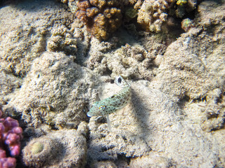 The sandperches in the expanses of the coral reef of the Red Sea. Undersea world. Sea fish.