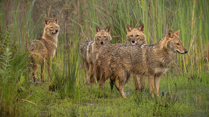 Golden jackal
A band of jackals
leadership 