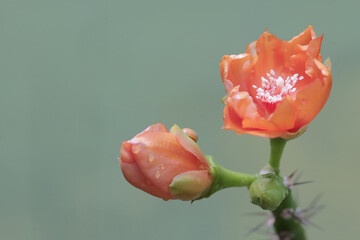 The beauty of the wax rose flower ready to bloom. This orange flowering plant has the scientific...