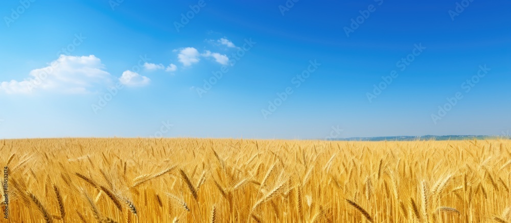Aufkleber A picturesque wheat field with a clear blue sky serving as a perfect backdrop for a copy space image