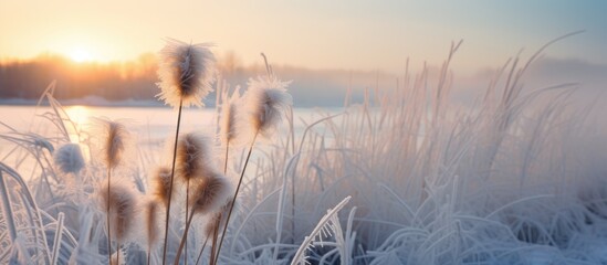 Winter sunset at an icy bay showcases a fluffy reed flower offering a serene and picturesque scene with copy space