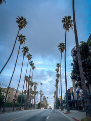 Street view with high rising palms on Hollywood Boulevard, Los Angeles, USA