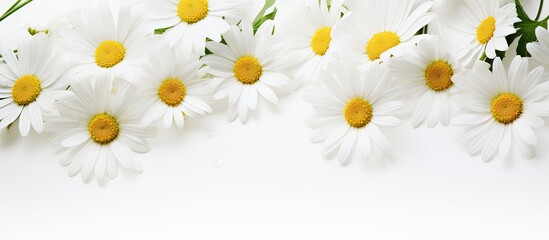 Fototapeta premium White background copy space image with close up view of daisies allowing room for text
