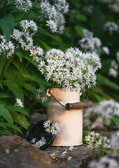 Beautiful bouquet of edible wild garlic flowers in an enamel milk can in the cottage garden....
