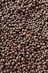 Coffee beans drying in the sun  