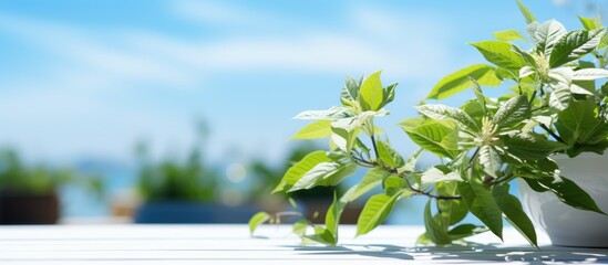 Obraz premium Bright sunny day at a summer terrace cafe with a close up view of a green decorative plant against a blue sky background A landscape with ample copy space