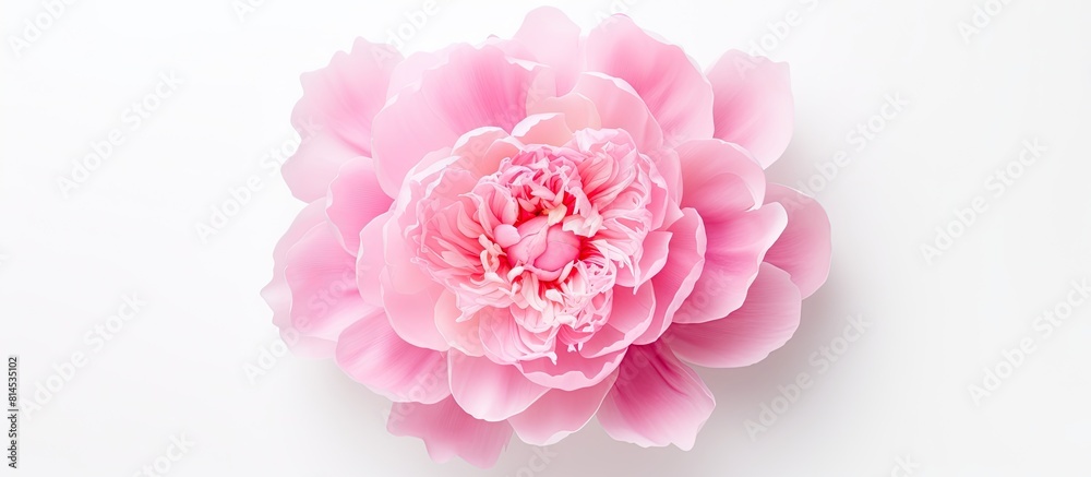 Fototapete top view of a pink peony flower displayed on a white background providing ample copy space for your 