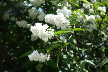 Flowers of double white Deutzia crenata in June