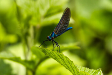 a beautiful blue dragonfly sitting on top of some green leaves