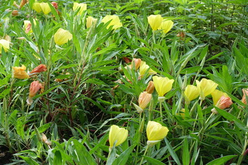 Lush green leaves and yellow flowers of Oenothera macrocarpa in June