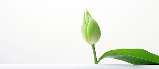 Fototapeta premium A single green leaf of a tulip stands alone against a clean white background creating the perfect copy space image