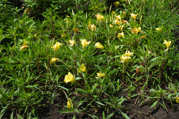 Many yellow flowers in the leafage of Oenothera macrocarpa in mid June