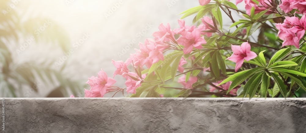 Aufkleber Sunny day with textured wall backdrop features branches of oleander tree displaying a green leaf border Ample copy space available