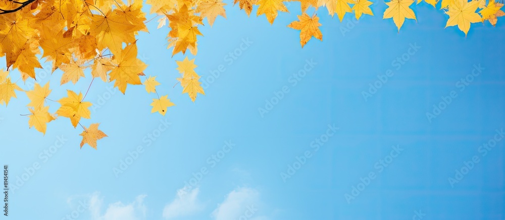 Aufkleber A beautiful image of autumn yellow maple leaves falling against a clear blue sky creating a copy space image