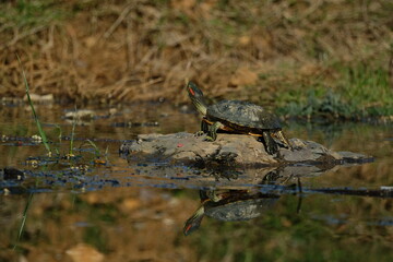 Water turtle sunbathing on the lake. Istanbul Türkiye