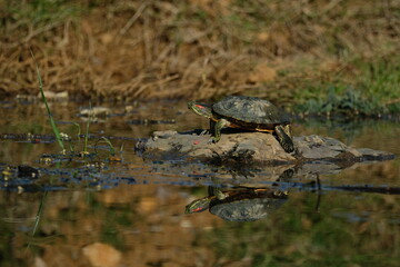 Water turtle sunbathing on the lake. Istanbul Türkiye