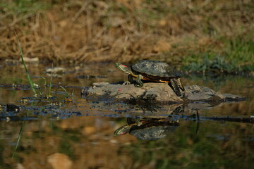 Water turtle sunbathing on the lake. Istanbul Türkiye