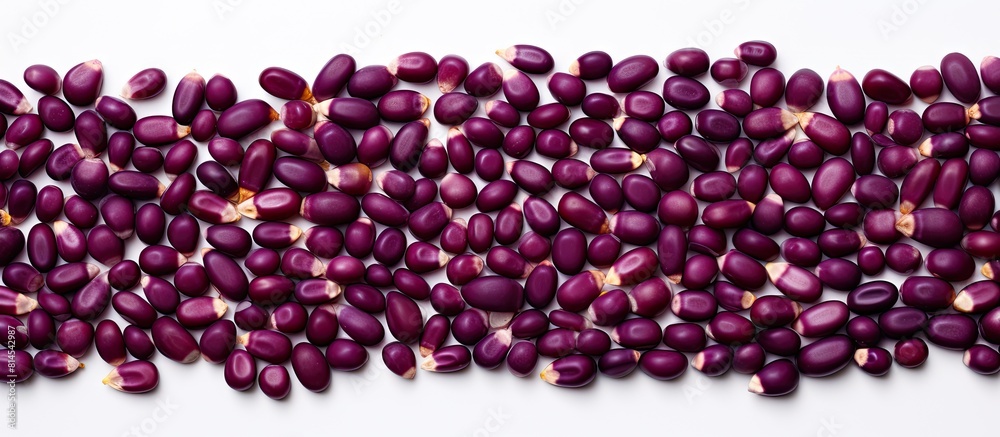 Poster a flat lay of purple corn or maize with isolated seeds on a white background allowing for ample copy