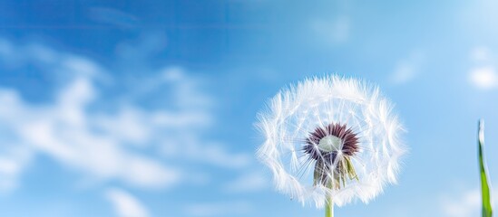 A beautiful dandelion flower with delicate seeds in a macro close up on a clear blue sky background. with copy space image. Place for adding text or design