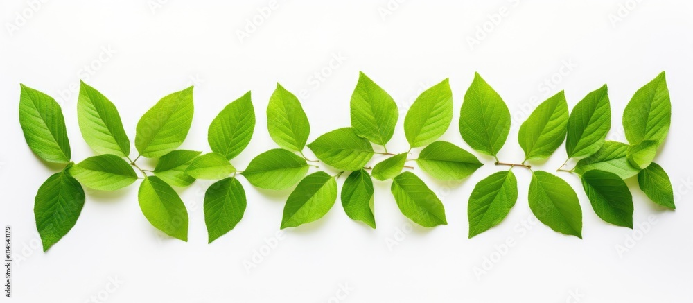 Poster leaves against a white background providing ample copy space for text or images