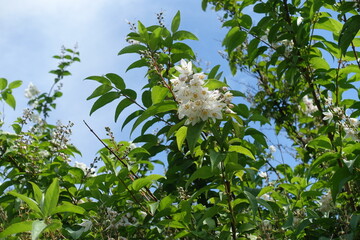 Blue sky and pinkish white flowers of crenate deutzia in mid June