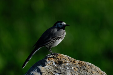 Fototapeta premium The white wagtail (Motacilla alba) is a small passerine bird in the family Motacillidae, which also includes pipits and longclaws.
