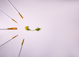 real yellow flower and brushes for painting on a white background