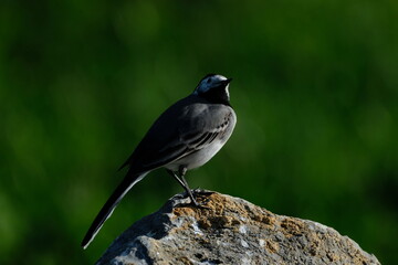 The white wagtail (Motacilla alba) is a small passerine bird in the family Motacillidae, which also includes pipits and longclaws.