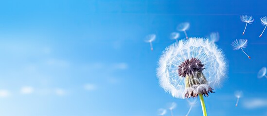 Obraz premium A beautiful dandelion flower with delicate seeds in a macro close up on a clear blue sky background. with copy space image. Place for adding text or design