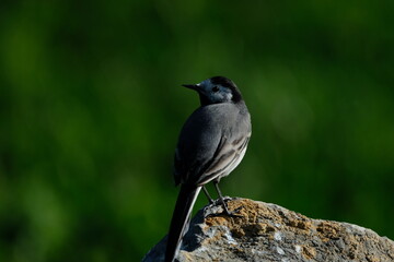 The white wagtail (Motacilla alba) is a small passerine bird in the family Motacillidae, which also includes pipits and longclaws.