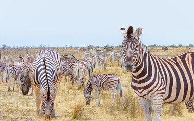 Naklejka premium Zebra standing in yellow grass on Safari watching, Africa savannah - Etosha National Park, Namibia