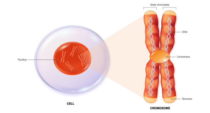 Cell and Chromosome structure. Centromere, Telomere and Sister chromatids. DNA (Deoxyribonucleic Acid). 
