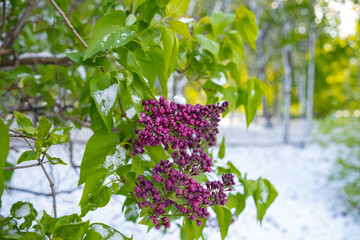 lilac branch under the snow