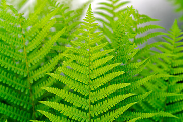 Close-up of beautiful fern at garden at Swiss City of Zürich on a sunny afternoon. Photo taken May 13th, 2024, Zurich, Switzerland.