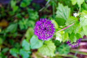 Purple blossom of Allium Giganteum Regel flower at Swiss City of Zürich on a sunny afternoon. Photo taken May 13th, 2024, Zurich, Switzerland.