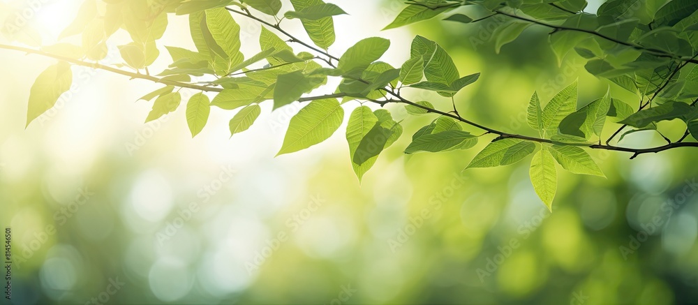 Aufkleber Close up copy space image of green tree leaves and branches in a summer garden bathed in sunlight and blurred with bokeh Perfect for web headers showcasing the beautiful nature patterns