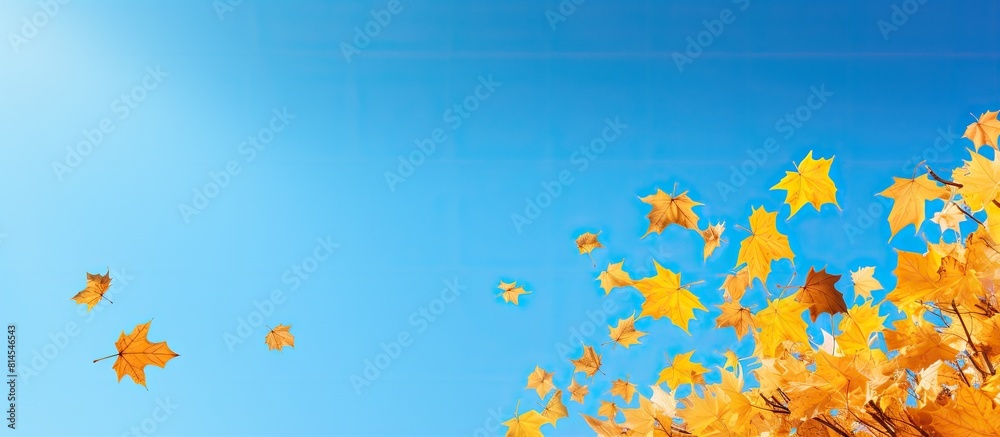 Aufkleber a beautiful image of autumn yellow maple leaves falling against a clear blue sky creating a copy spa