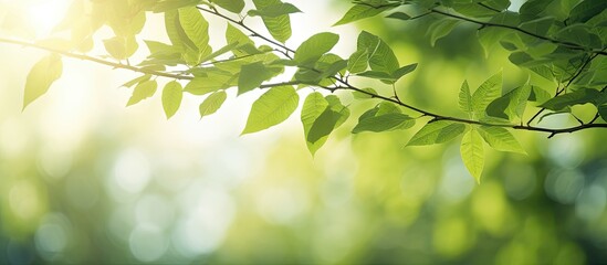 Obraz premium Close up copy space image of green tree leaves and branches in a summer garden bathed in sunlight and blurred with bokeh Perfect for web headers showcasing the beautiful nature patterns