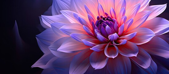 Obraz premium A beautiful flower with hues of purple and pink. with copy space image. Place for adding text or design