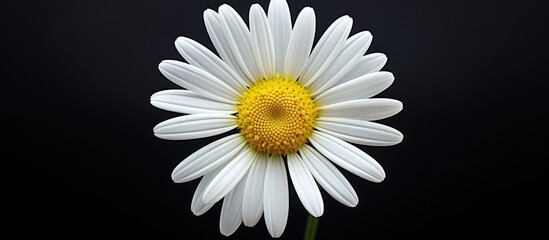 One of the most popular flowers the daisy is known for its delicate white petals and yellow center creating a beautiful and simple image Perfect for adding a touch of nature to any design or creative