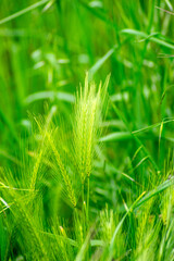 ear of false barley on a field in springtime, Hordeum murinum green background