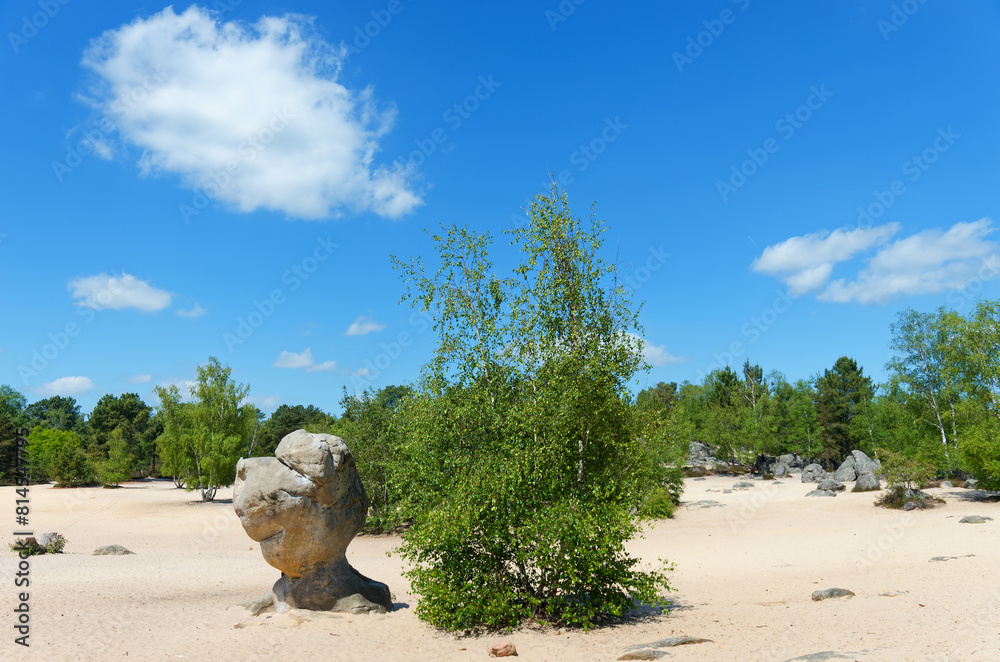 Poster White sand of the Cul de Chien in Fontainebleau forest