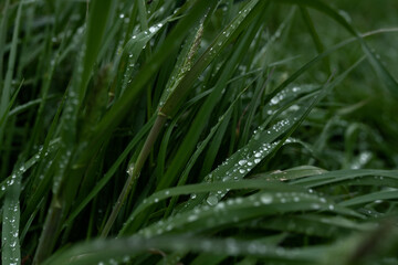 dew on grass