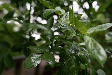 close up of a plant